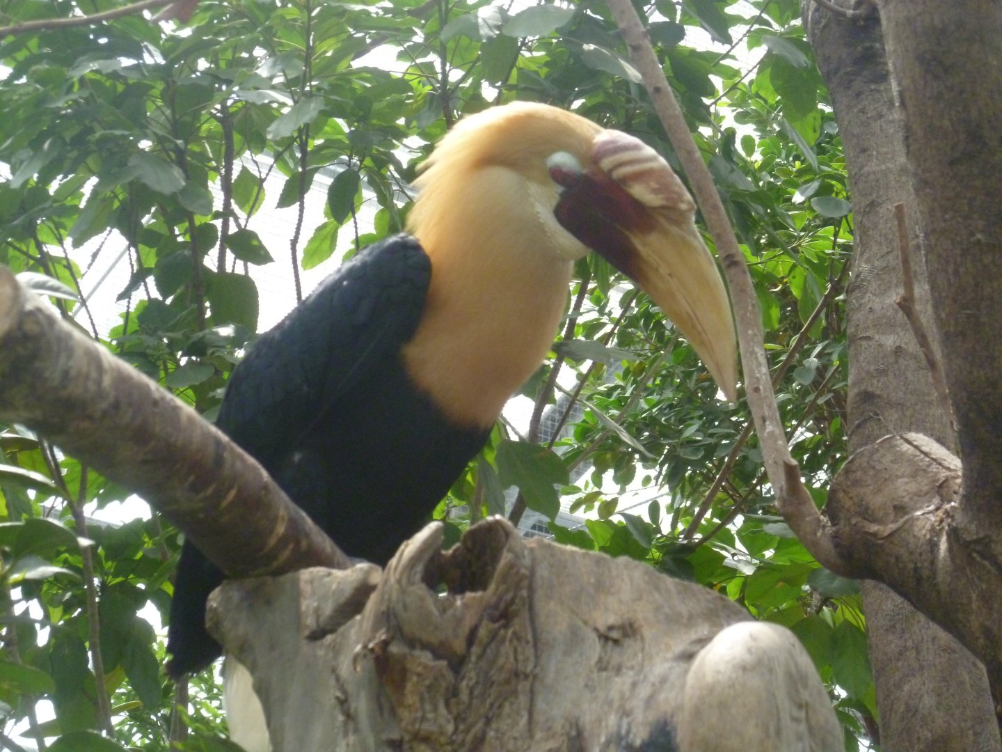 Blyth's Hornbill July 2016