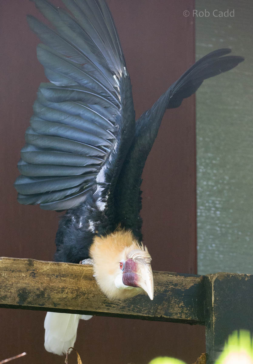 Blyths hornbill : Linton : 19 Sep 2015