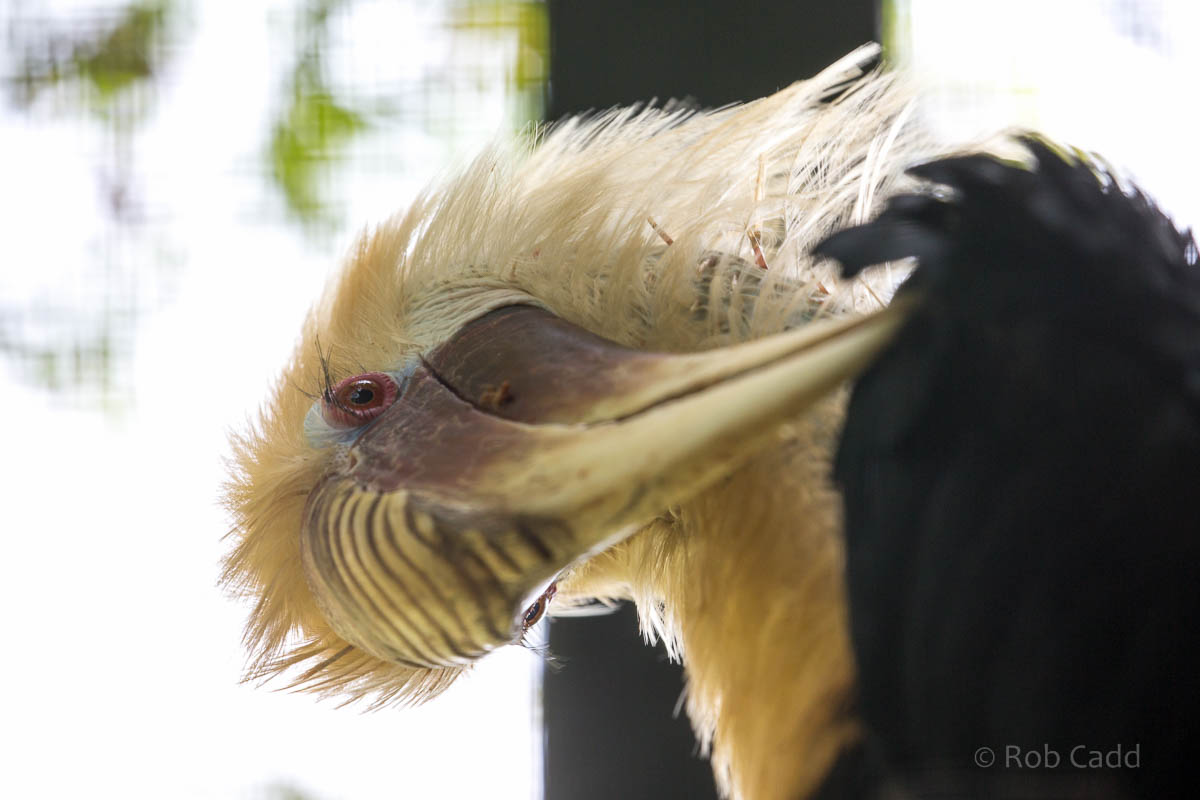 Blyths hornbill : Linton : 19 Sep 2015