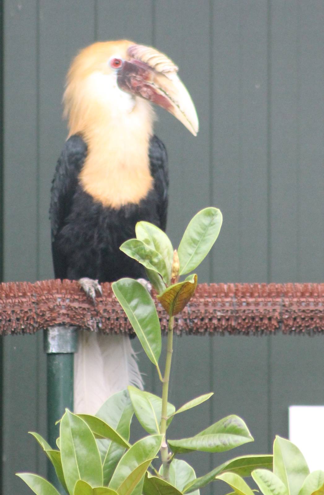 Blyth's hornbill male