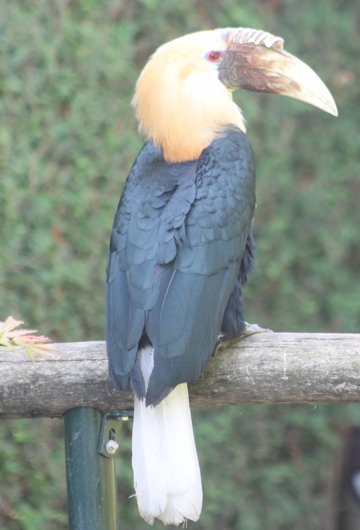 Blyth's hornbill - Male
