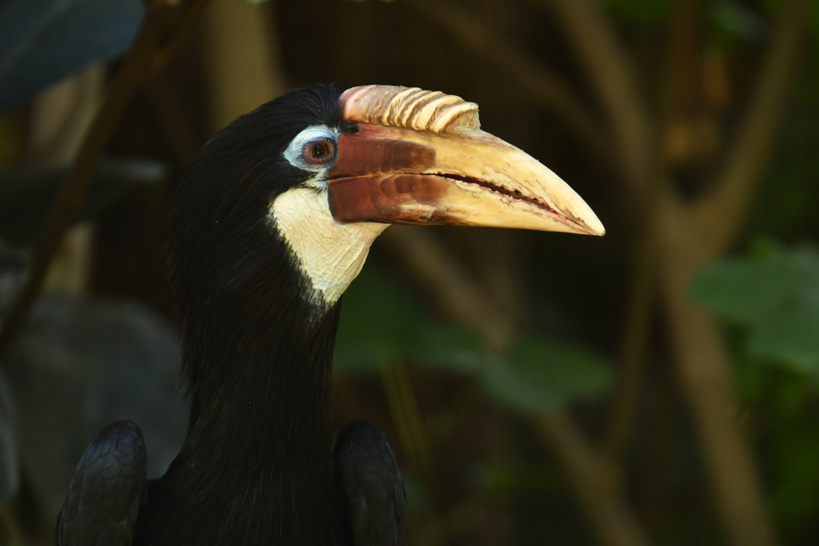 Blyth's Hornbill (mendanae) Rhyticeros plicatus mendanae