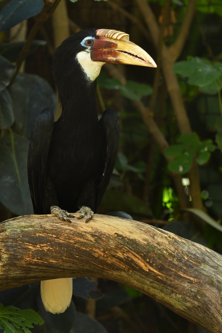 Blyth's Hornbill (mendanae) Rhyticeros plicatus mendanae