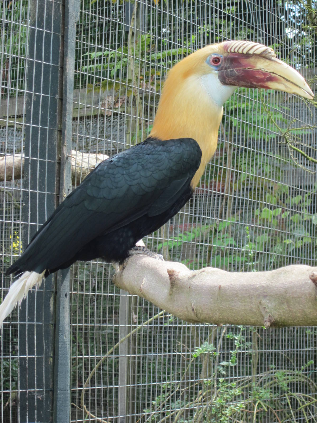 Blyth's Hornbill (Papuan Hornbill)