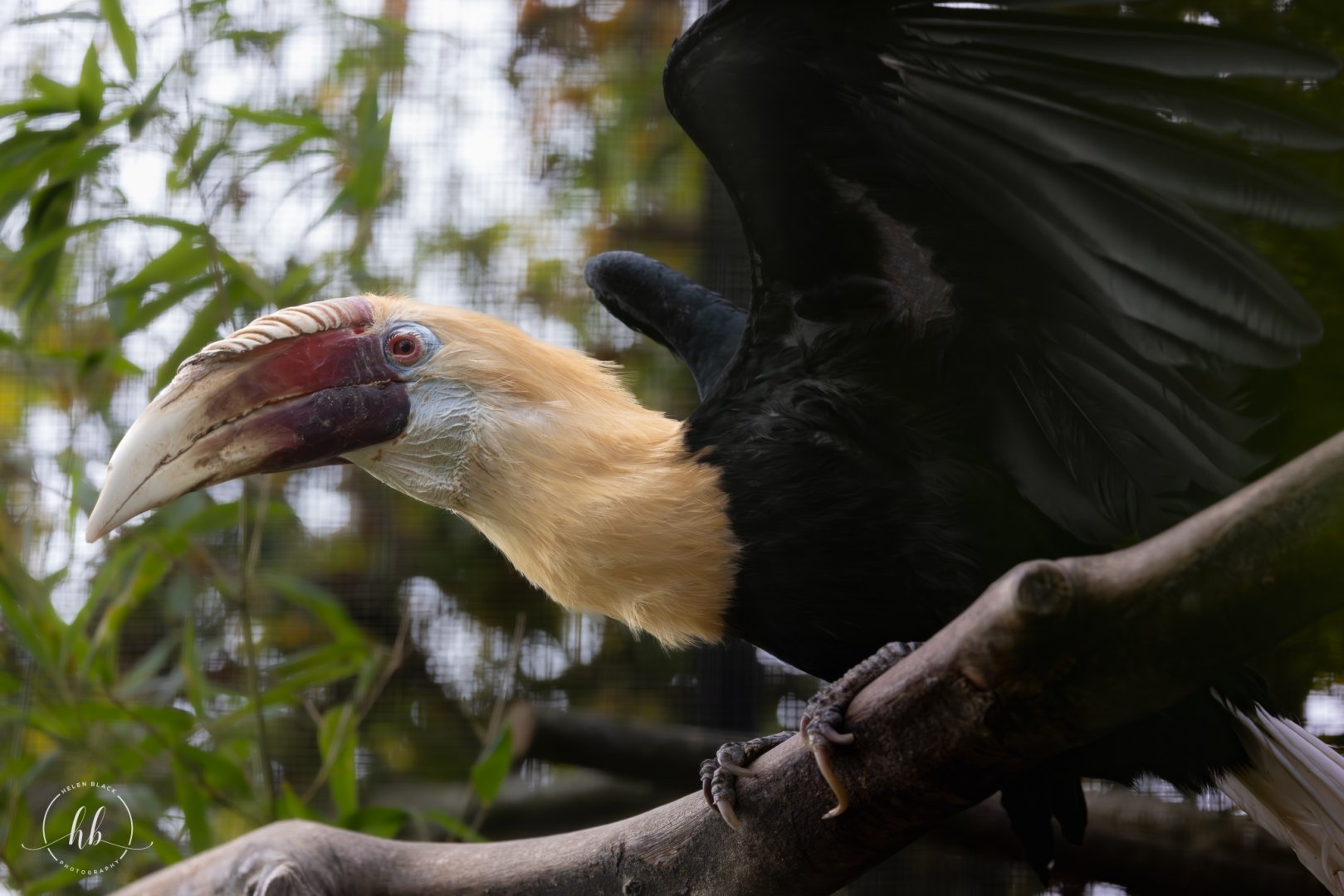 Blyth's Hornbill (Papuan) / Linton Zoo / 17-11-24