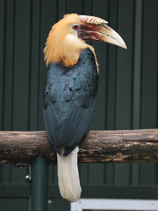 Blyth's hornbill (Rhyticeros plicatus) - Brook Valley Zoo