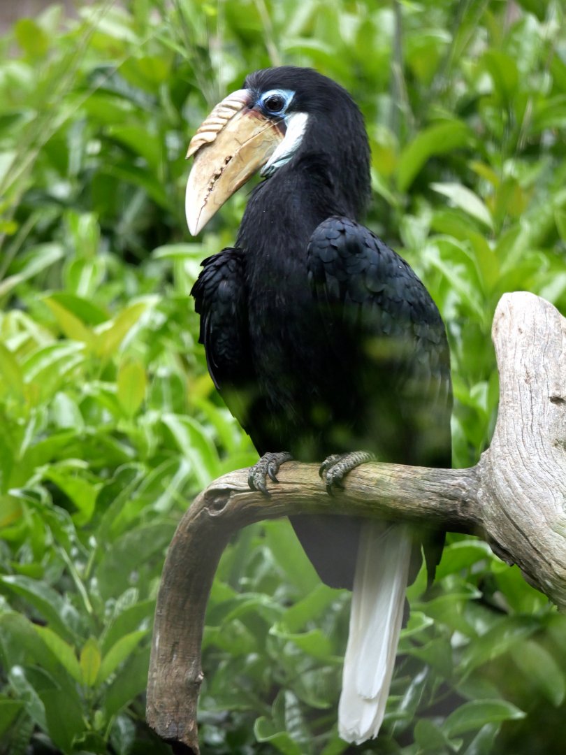 Blyth's hornbill (Rhyticeros plicatus) - female