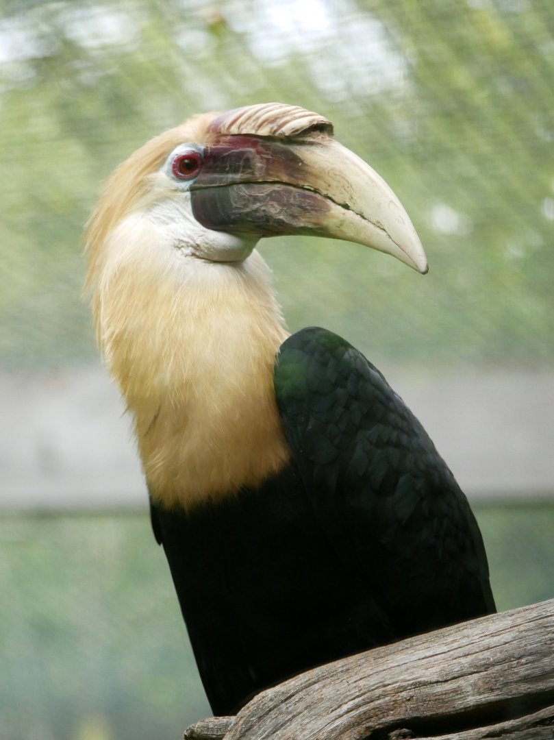 Blyth's hornbill (Rhyticeros plicatus) - male