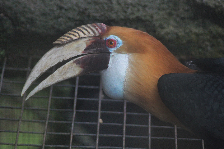 Blyth's hornbill (Rhyticeros plicatus plicatus)