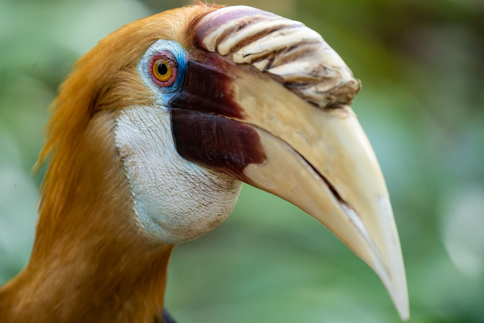 Blyth's Hornbill - Rhyticeros plicatus