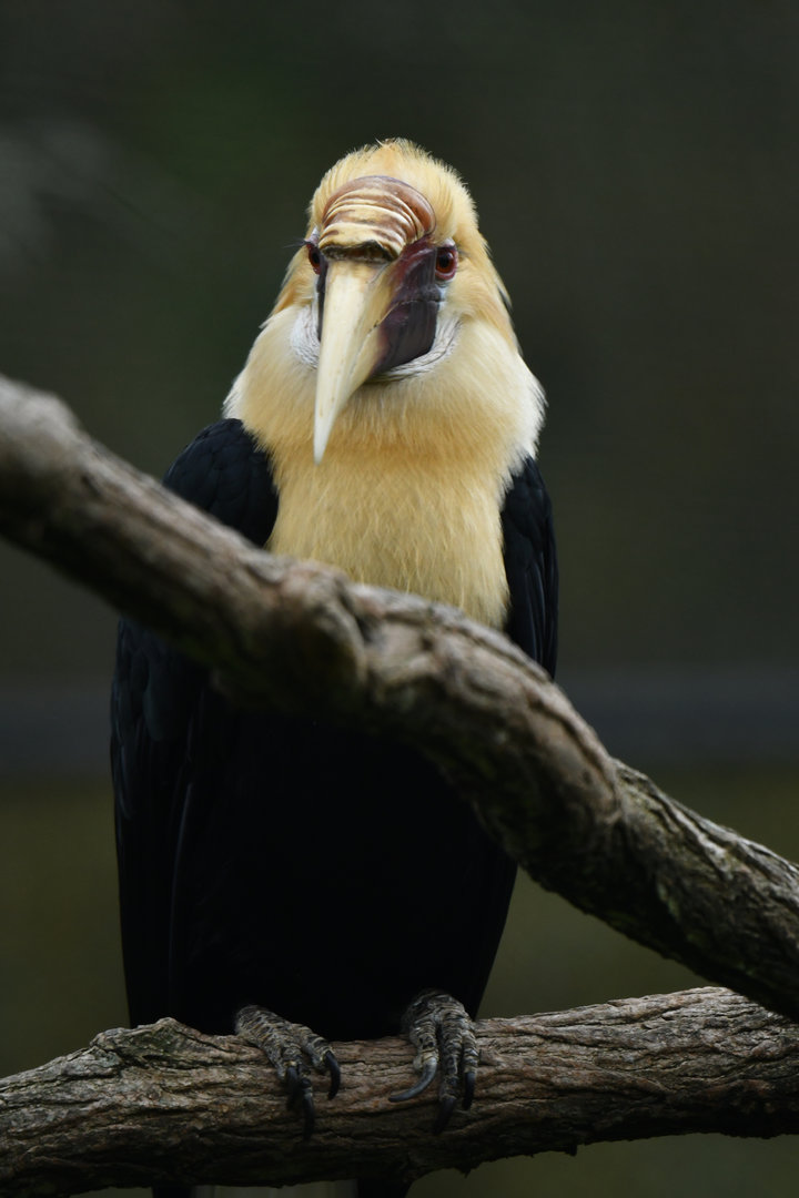 Blyth's Hornbill Rhyticeros plicatus