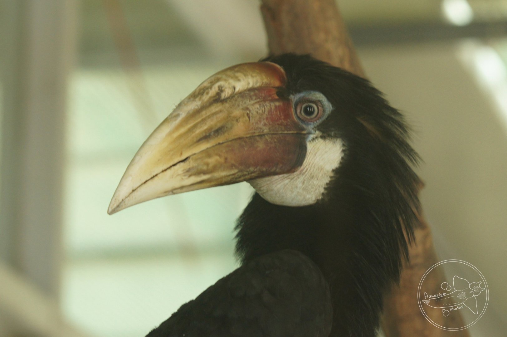 Blyth's Hornbill (Rhyticeros plicatus)