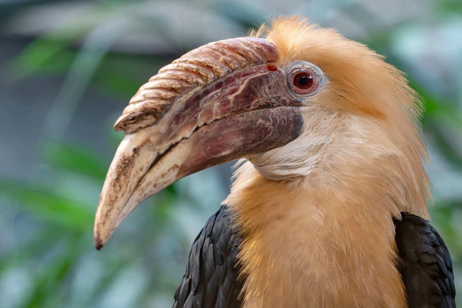 Blyth's hornbill (Rhyticeros plicatus)