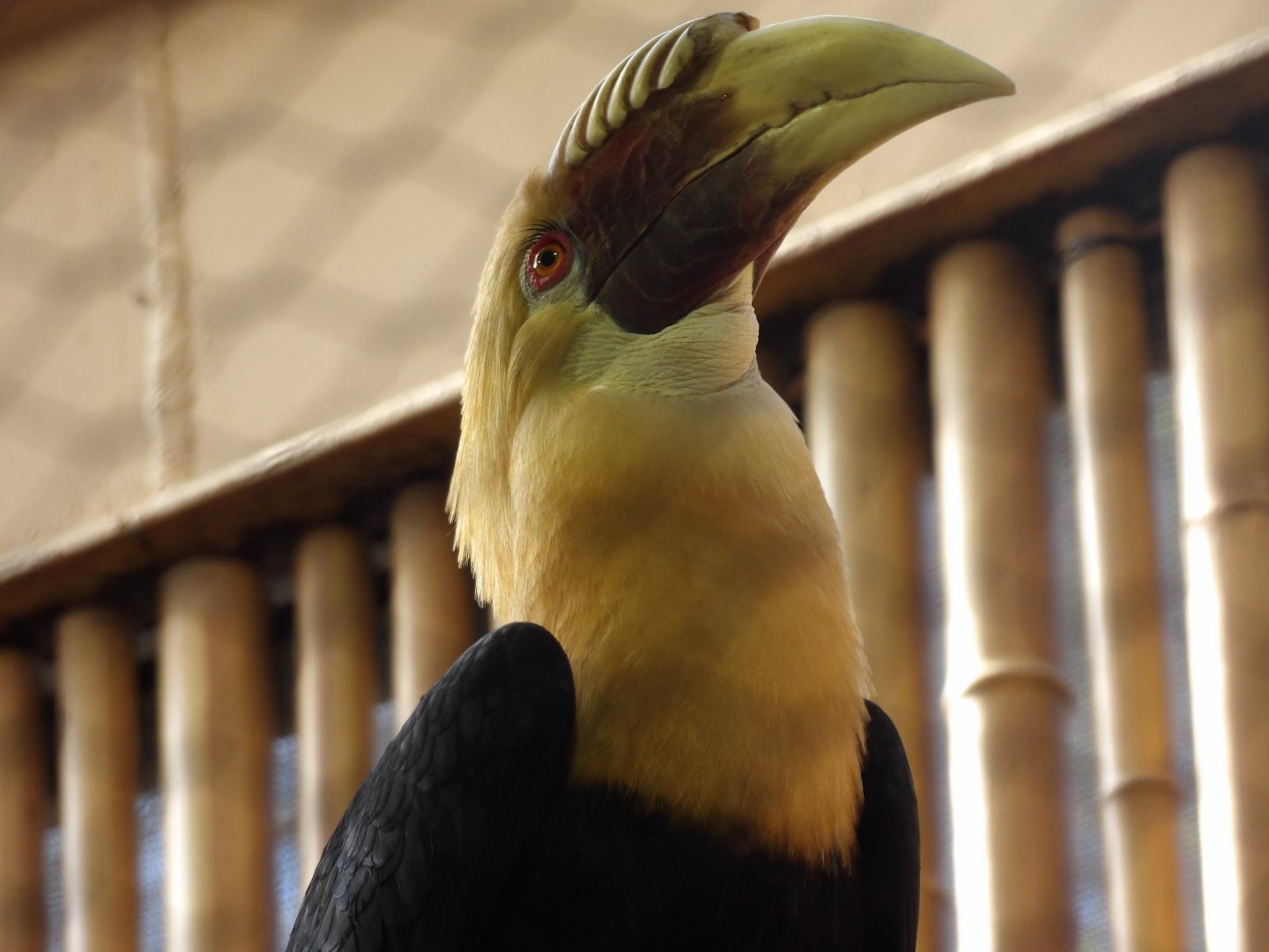 Blyth's Hornbill(Rhyticeros plicatus)