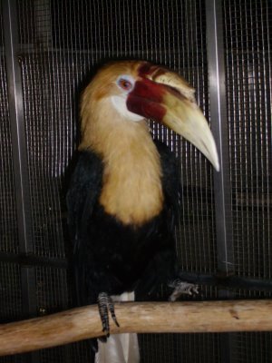 Blyth's Hornbill, Singapore Zoo