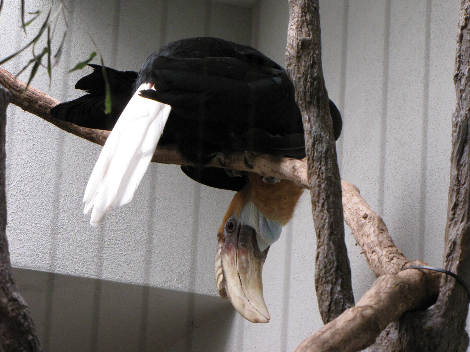 Blyth's Hornbill