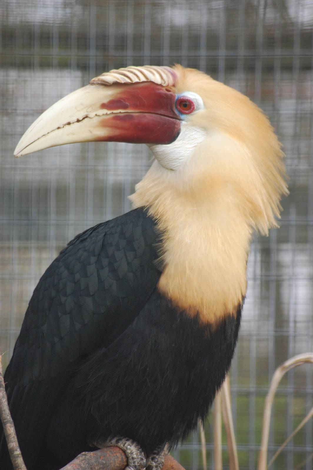 Blyth's Hornbill