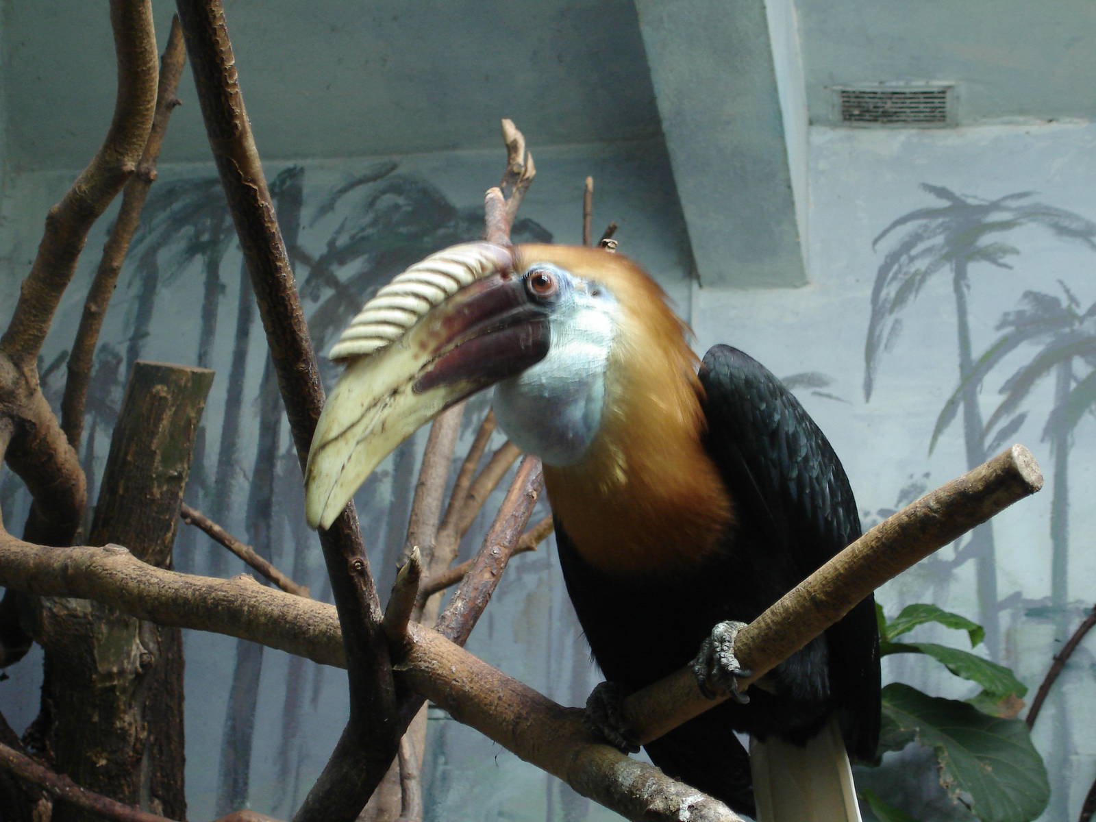Blyth's Hornbill