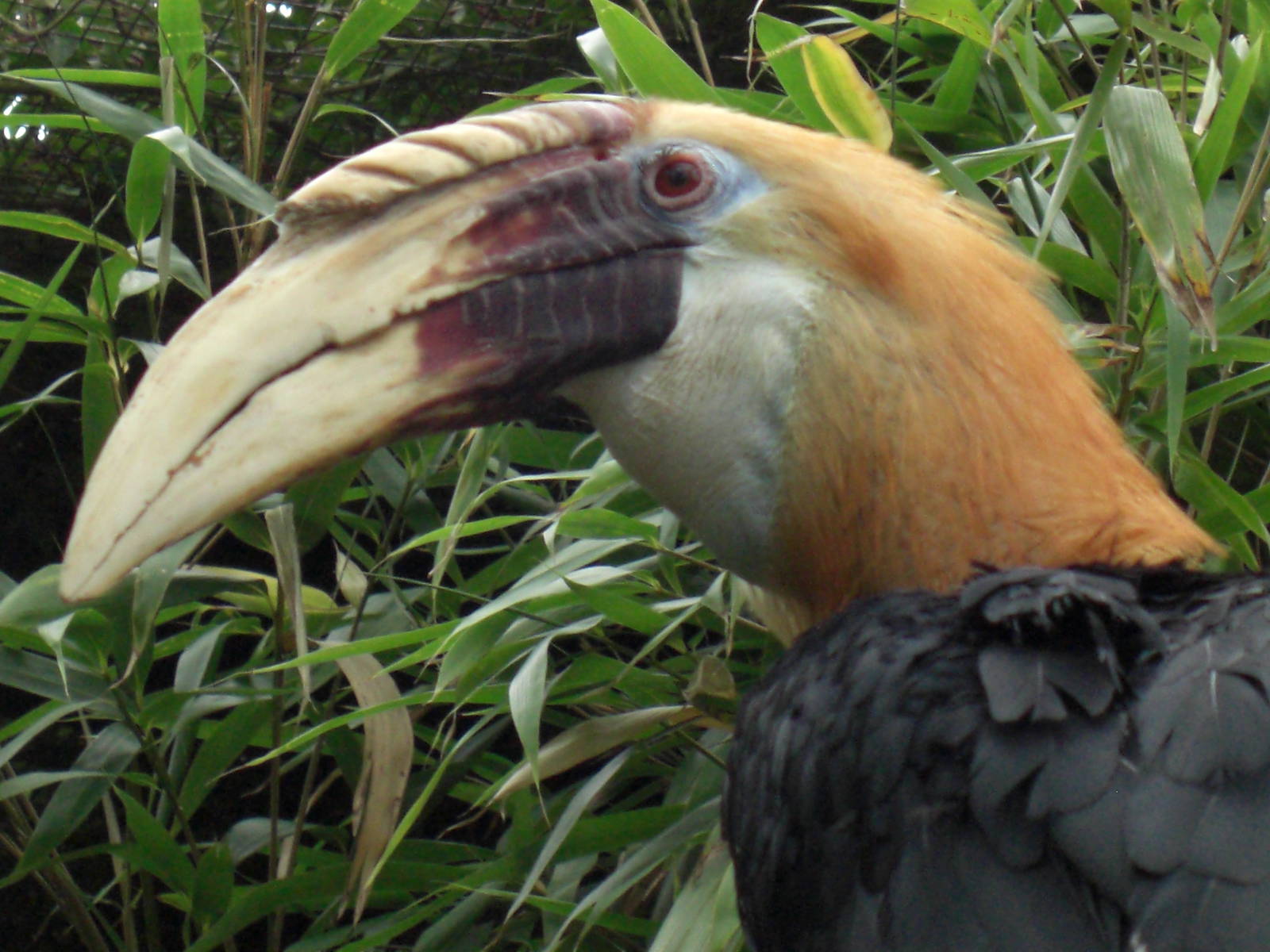 Blyth's Hornbill