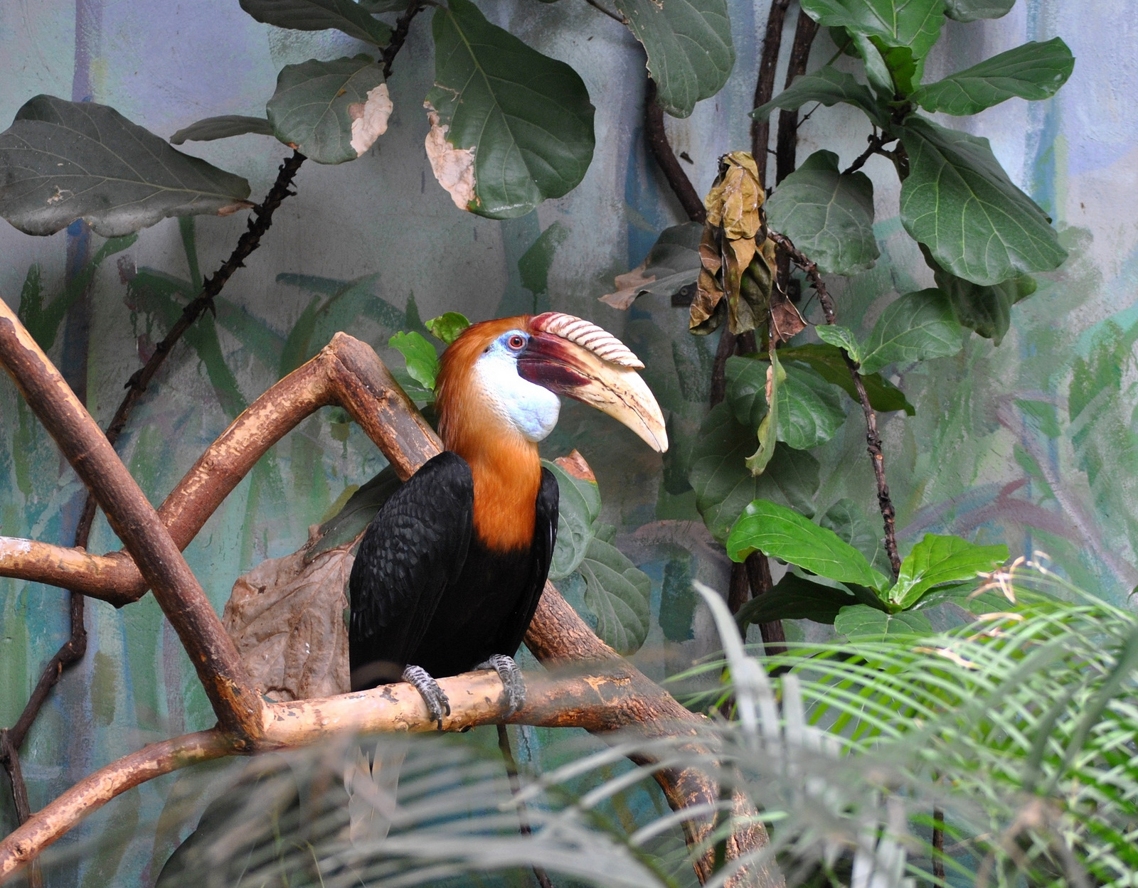 Blyth's Hornbill
