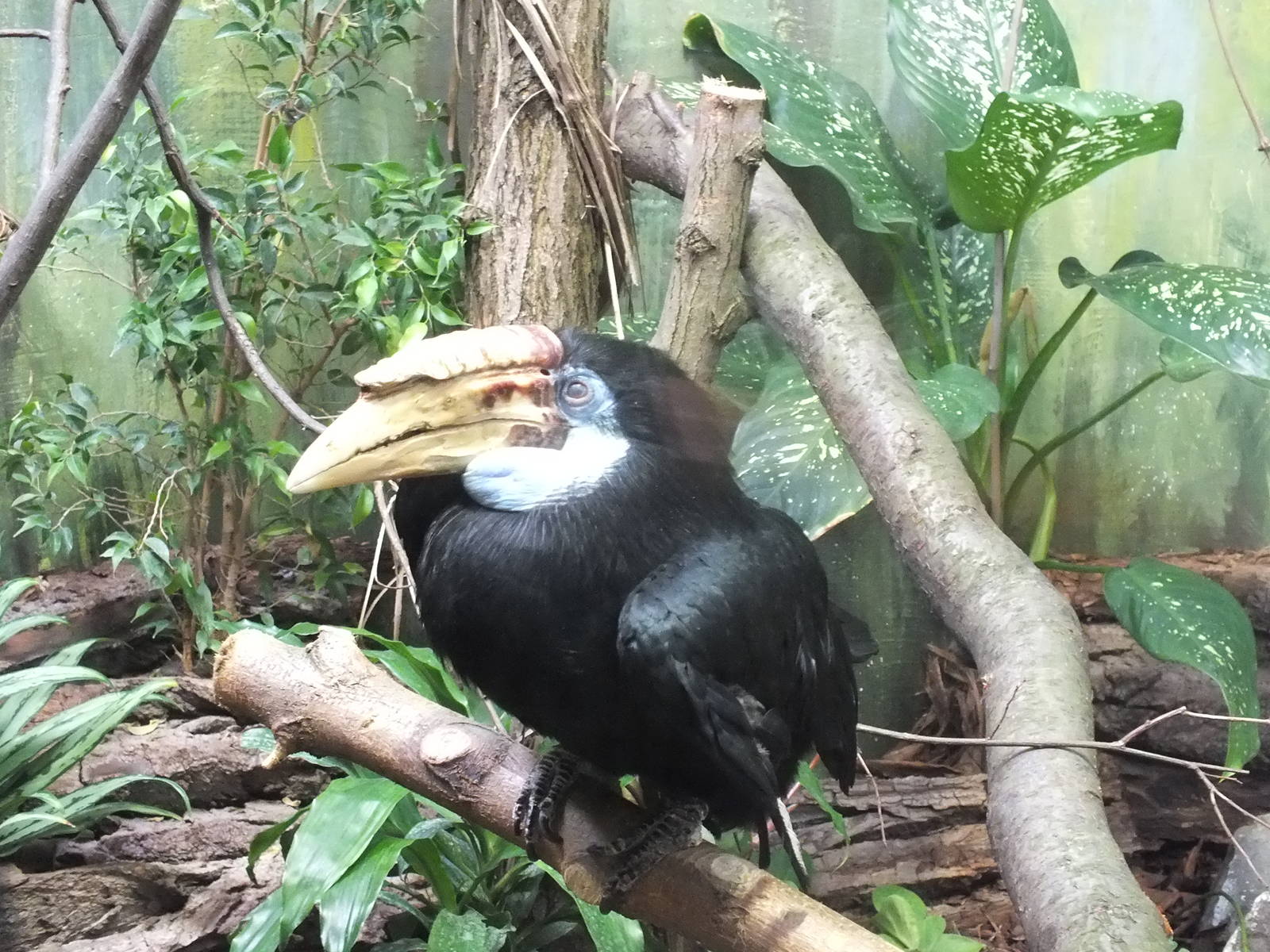 Blyth's Hornbill