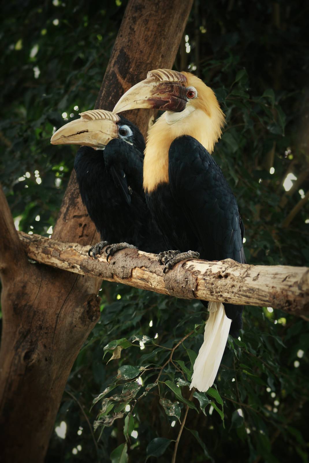 Blyth's hornbill