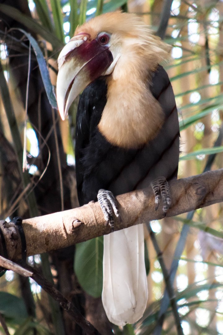Blyth's hornbill