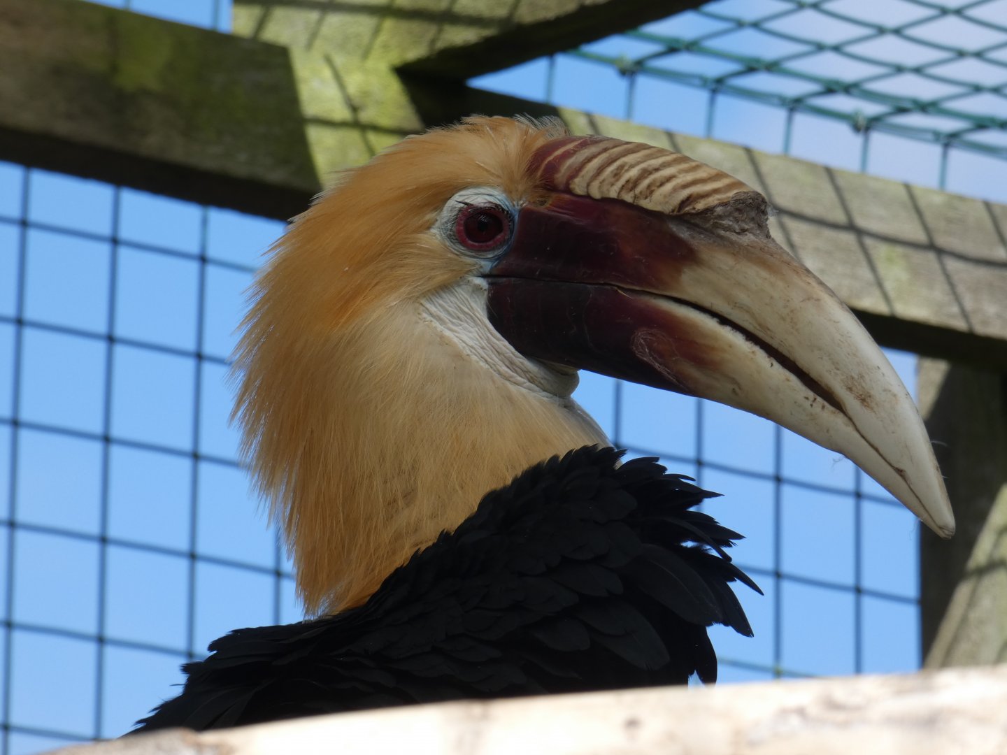 Blyth's hornbill