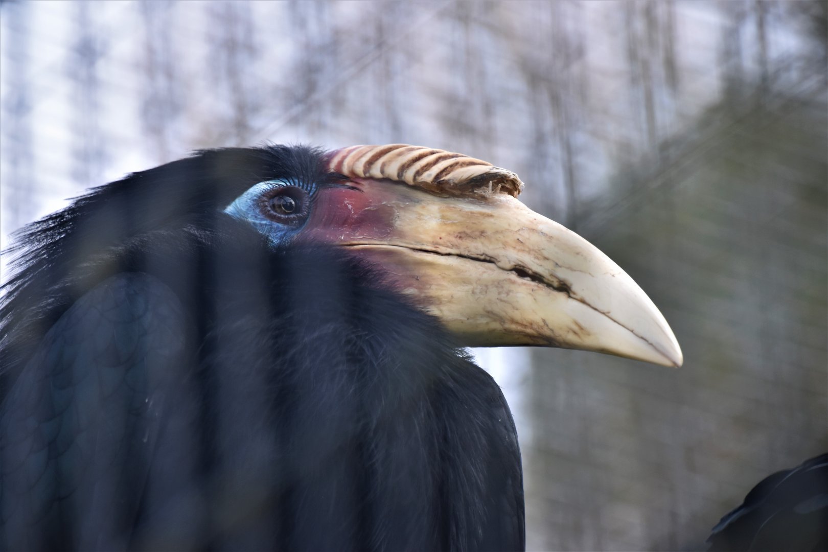 Blyth's hornbill