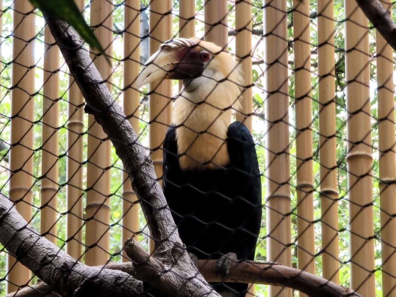 Blyth's Hornbill