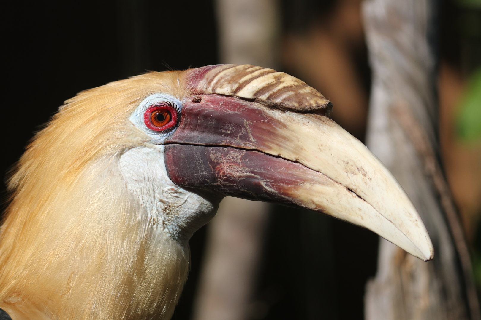 Blyth's hornbill