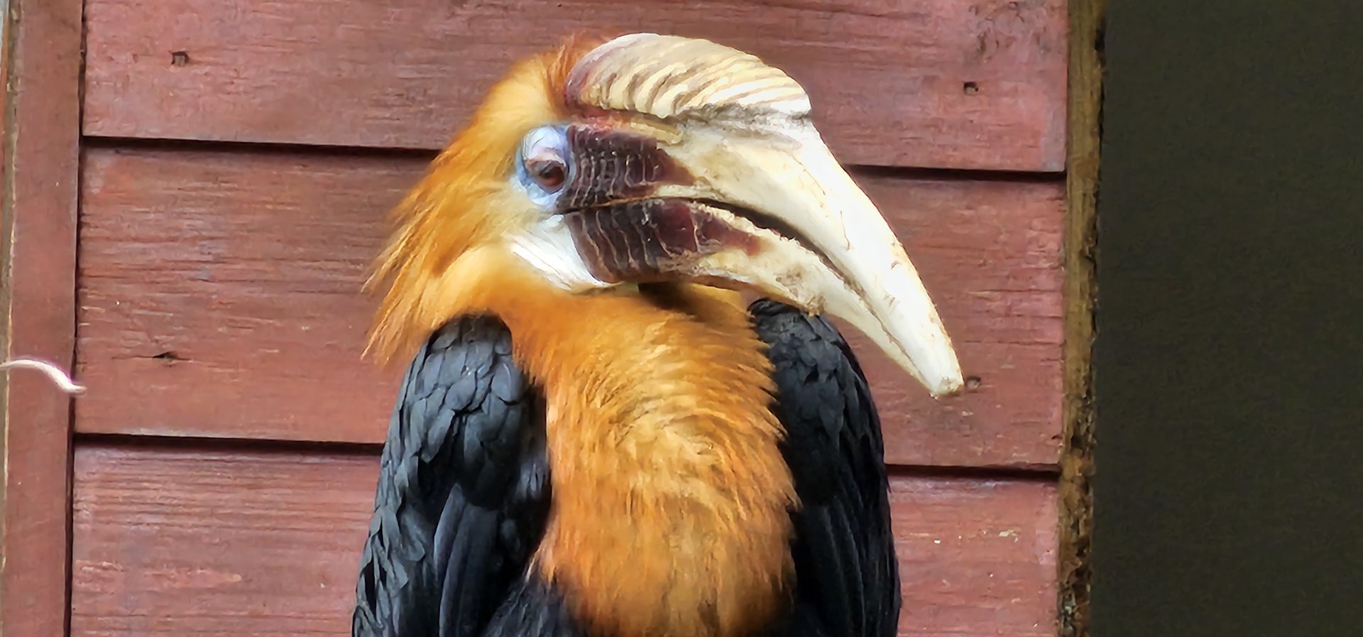 Blyth's Hornbill