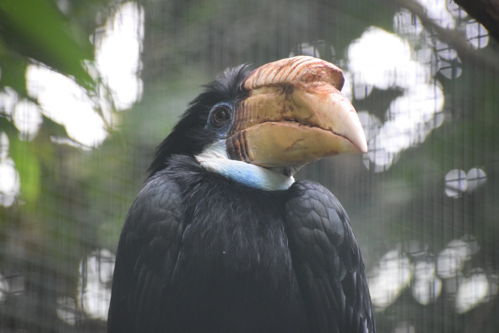 Blyth's hornbill