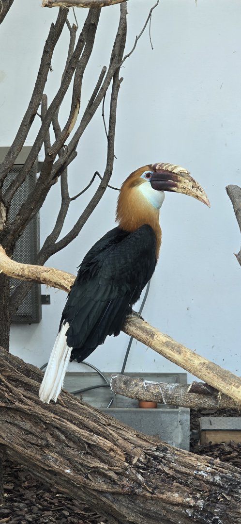 Blyth's hornbill
