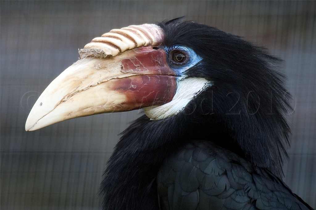 Blyths Hornbill