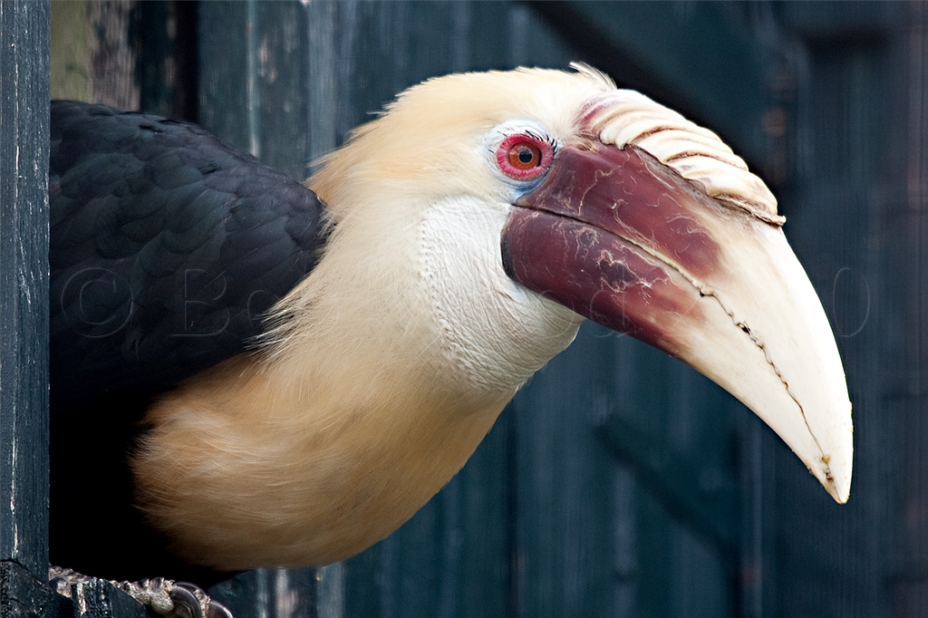 Blyths Hornbill