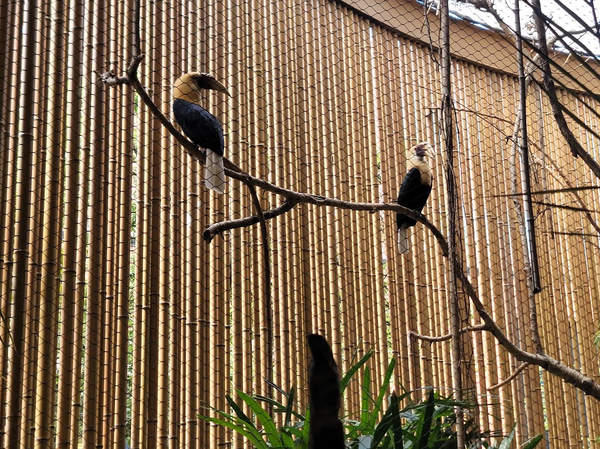 Blyth's Hornbills