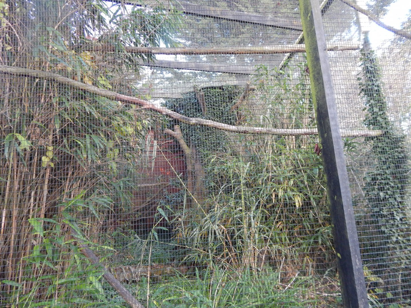 Blyth's/Papuan hornbill aviary 011125