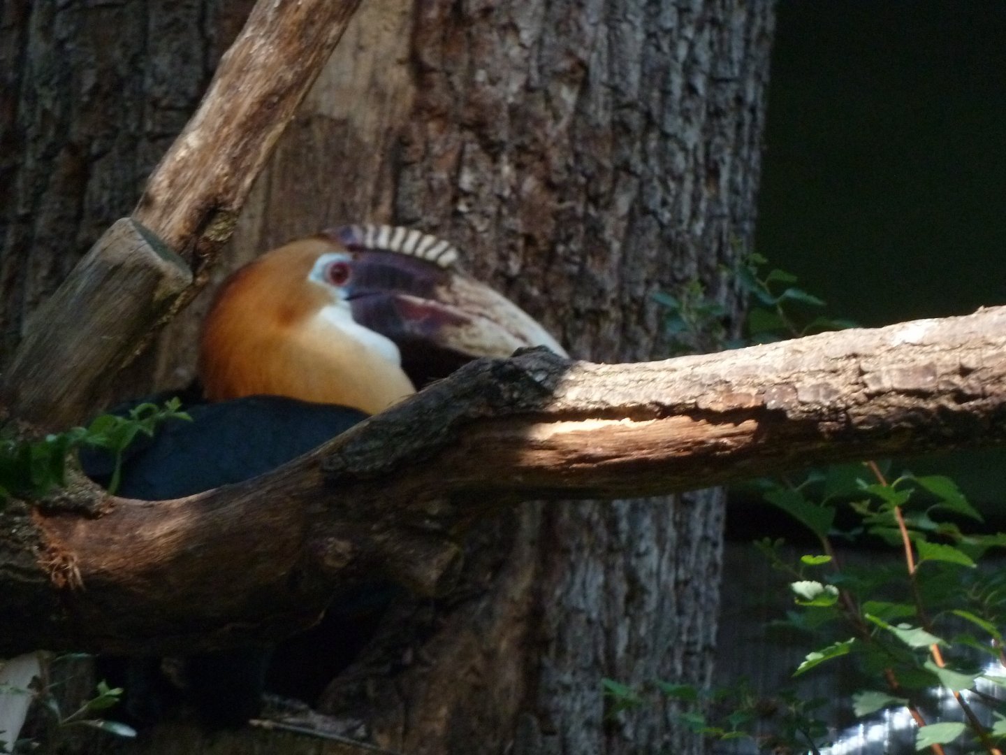 Blyth's / Papuan hornbill
