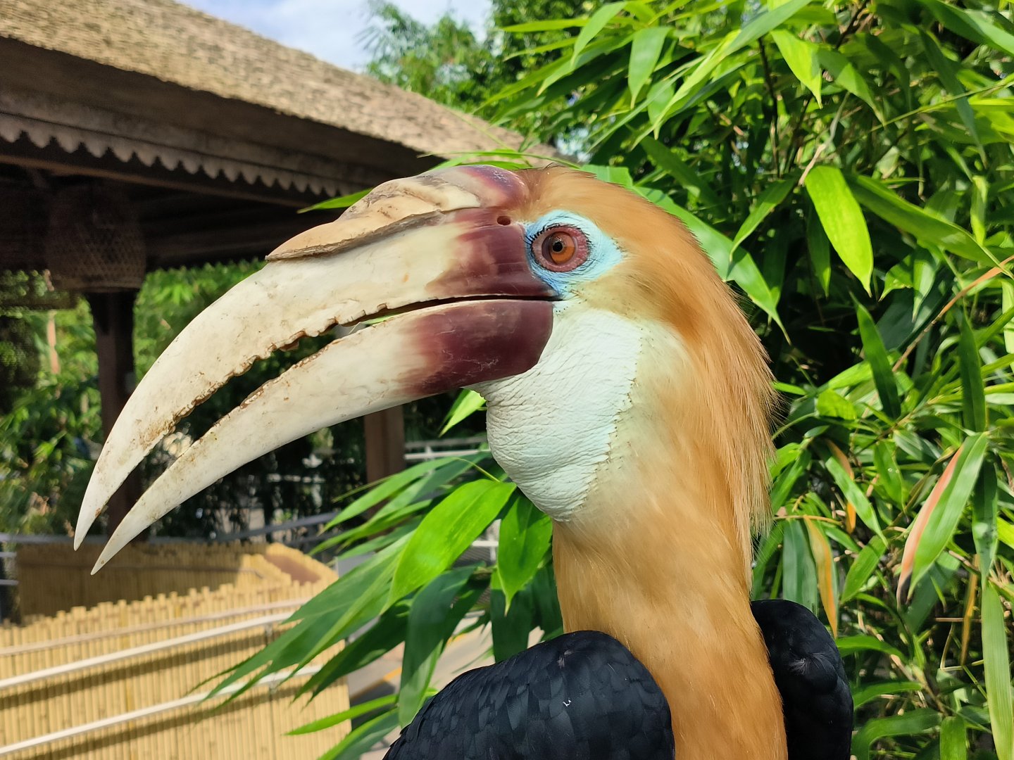 Blyth's/Papuan Hornbill