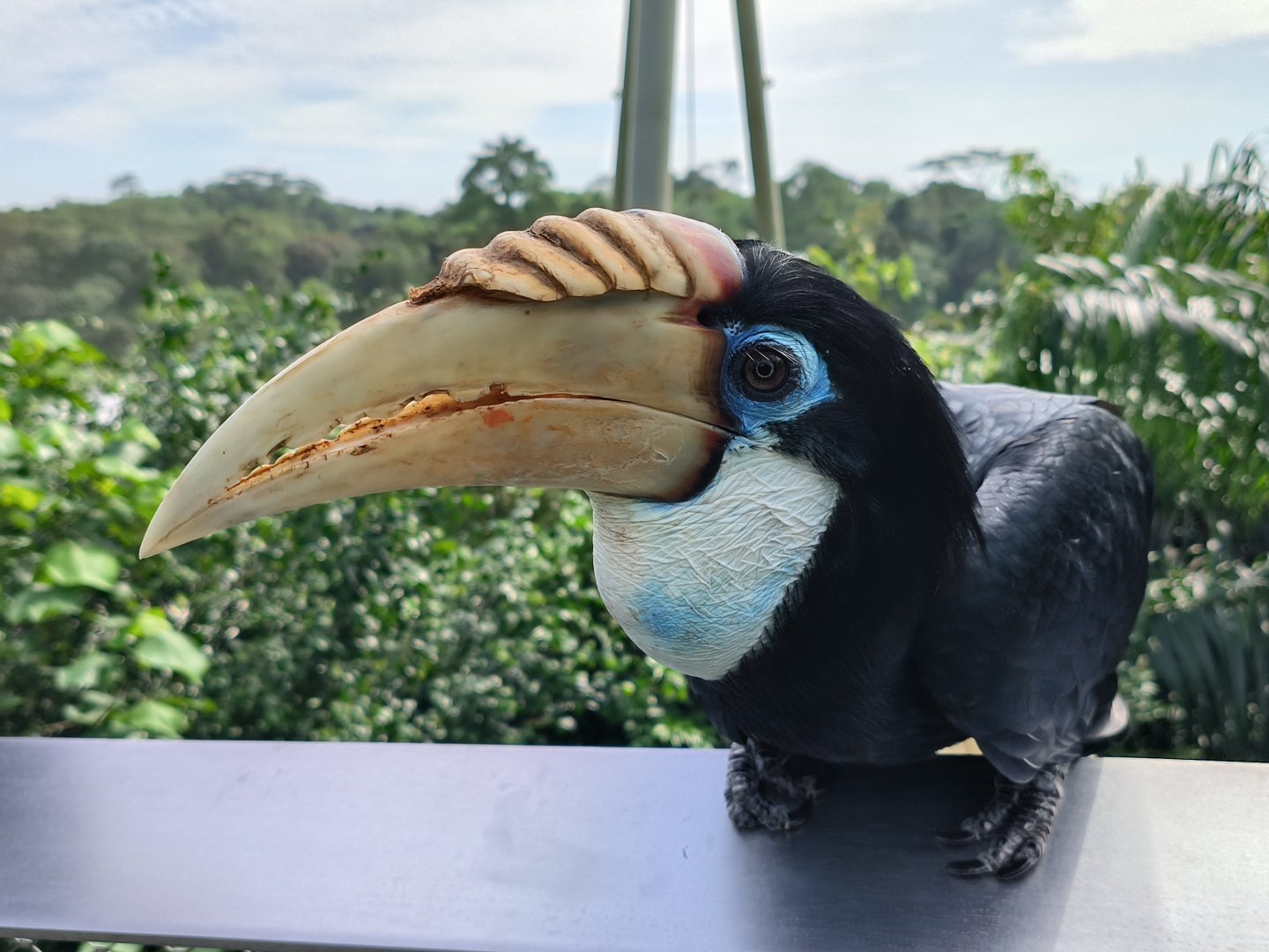Blyth's/Papuan Hornbill