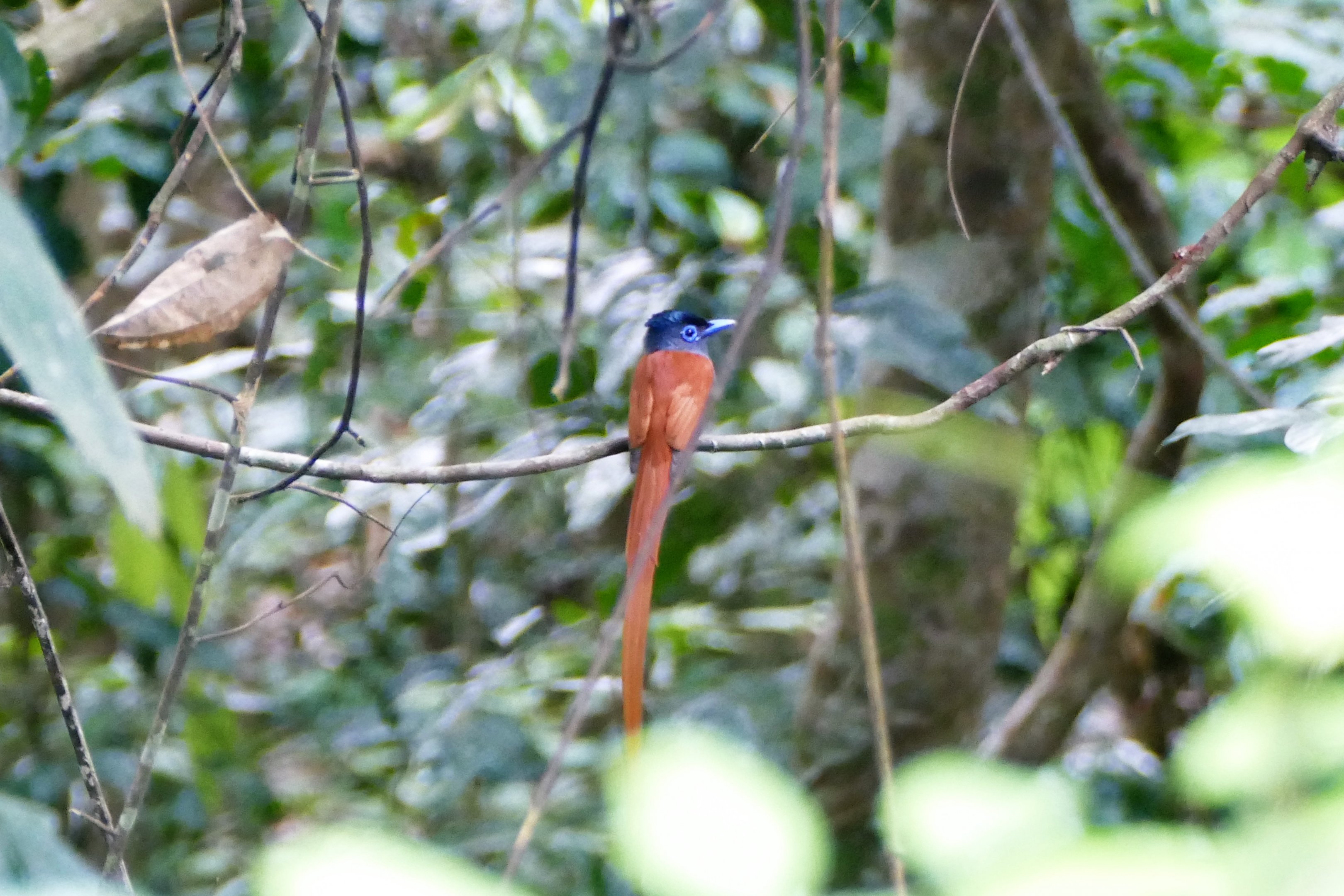 Blyth's Paradise-Flycatcher - Taman Negara