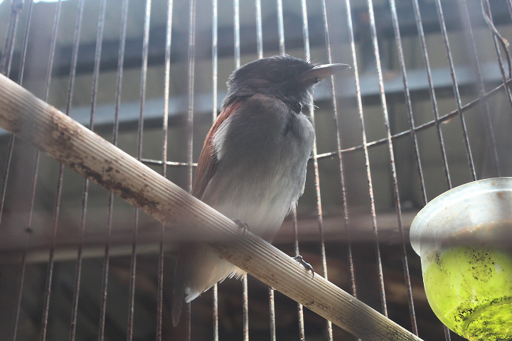 Blyth's paradise flycatcher (Terpsiphone affinis affinis)