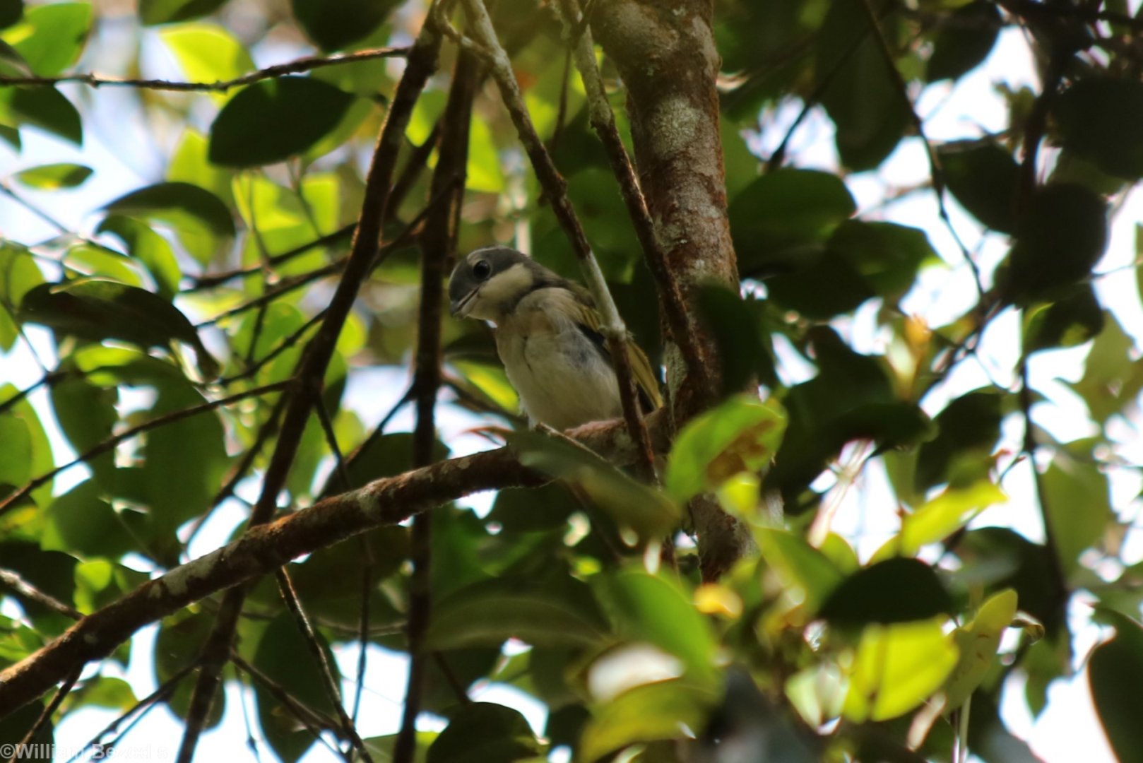 Blyth's Shrike-babbler - Mount Kinabalu