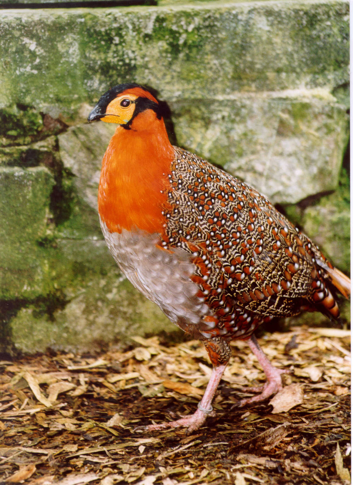 Blyths tragopan - Belfast 04