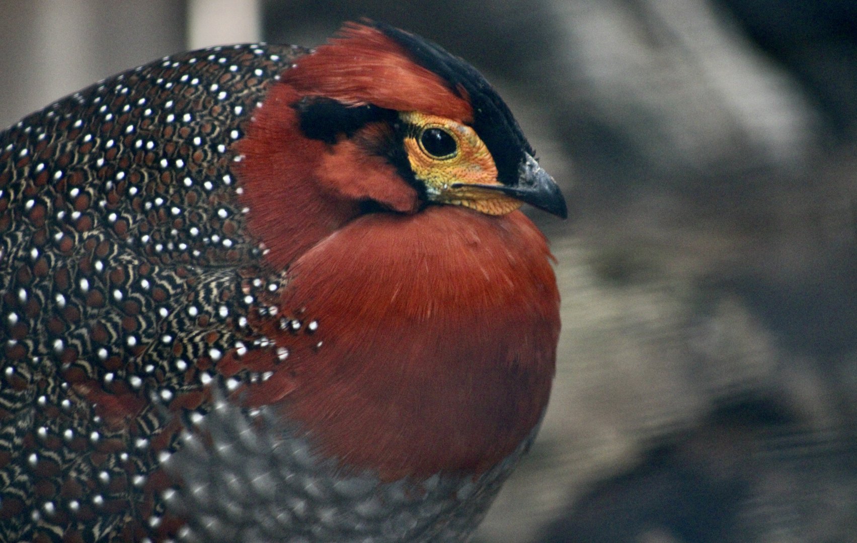 Blyth's Tragopan (Tragopan blythii blythii) male