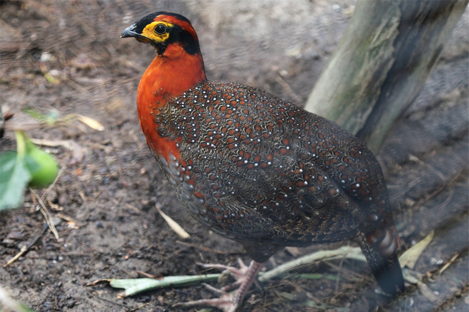 Blyth's tragopan (Tragopan blythii), December 2015