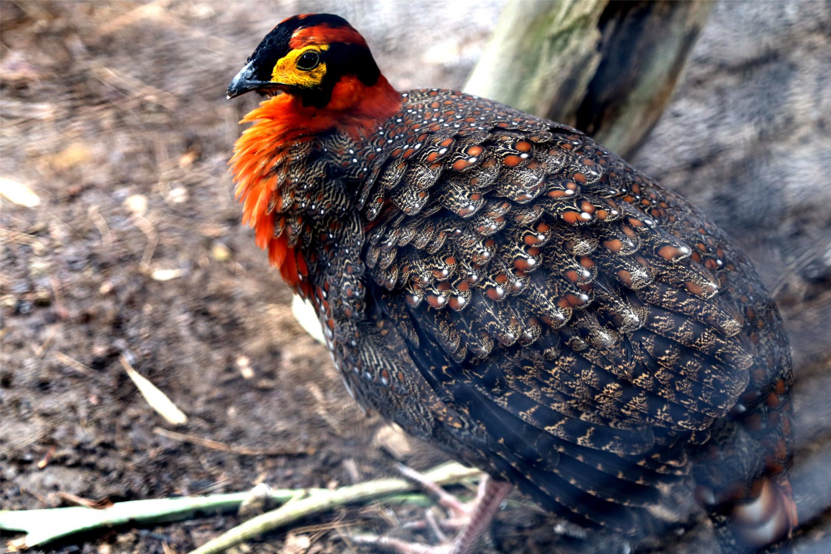 Blyth's Tragopan (Tragopan blythii), December 2015