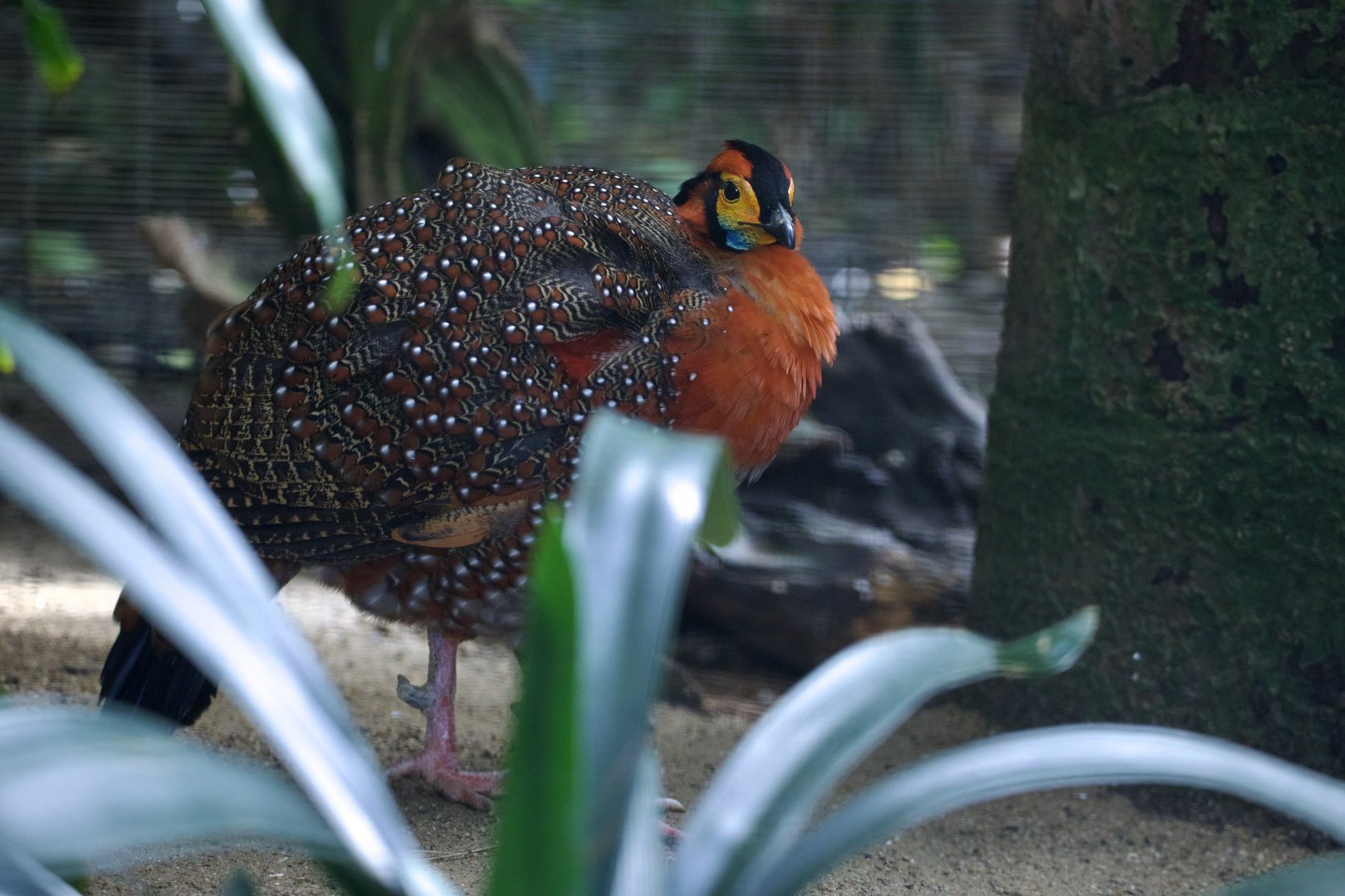 Blyth's Tragopan/ Tragopan blythii