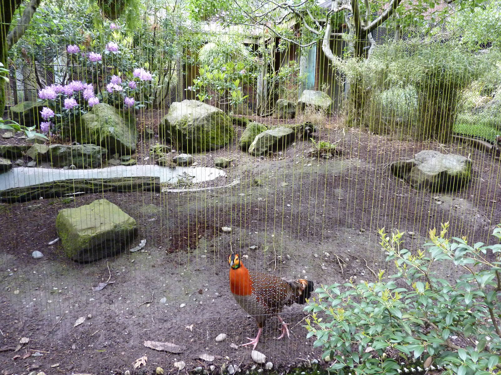 Blyth's Tragopan/White-Crested Laughing Thrush Exhibit